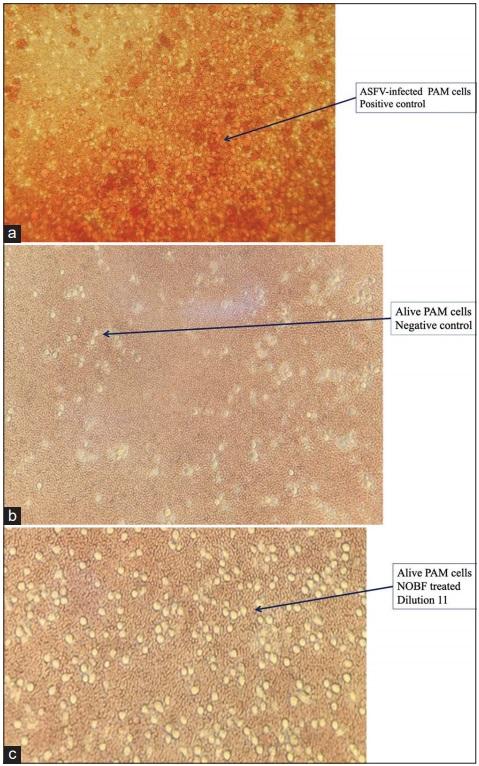 Natural oil blend formulation as an anti-African swine fever virus agent in in vitro primary porcine alveolar macrophage culture - Image 10