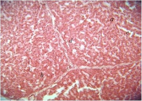 Histopathological changes in pigs infected with ileitis - Image 6