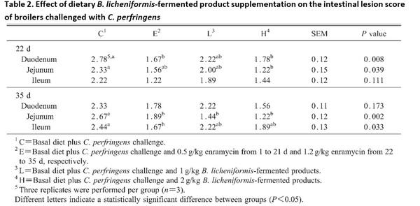 Bacillus licheniformis-Fermented Products Improve Growth Performance and Intestinal Gut Morphology in Broilers under Clostridium perfringens Challenges (Extract) - Image 2