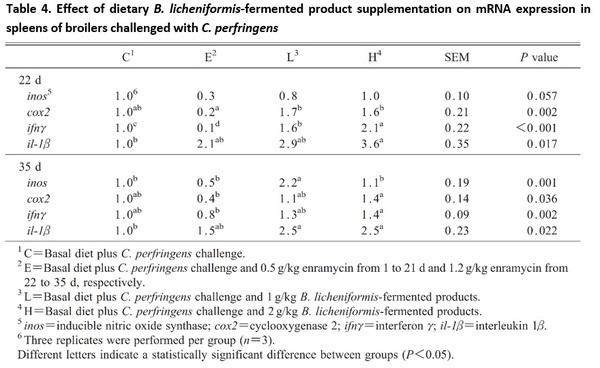 Bacillus licheniformis-Fermented Products Improve Growth Performance and Intestinal Gut Morphology in Broilers under Clostridium perfringens Challenges (Extract) - Image 4