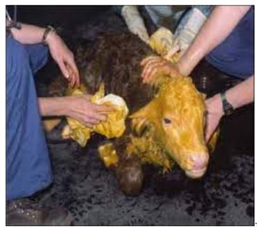 Dystocia can be the cause of death of 40% of calves - Image 4
