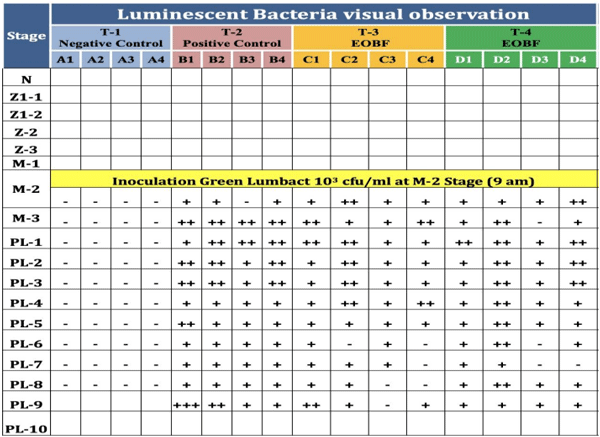 Fig 6: Visual observation of luminescent bacteria. Luminescent bacteria were observed daily from the mysis-2 stage to the postlarval-9 stage. The presence of luminescent bacteria was categorized as absent (-), light (+), medium (++) and severe (+++ or above).
