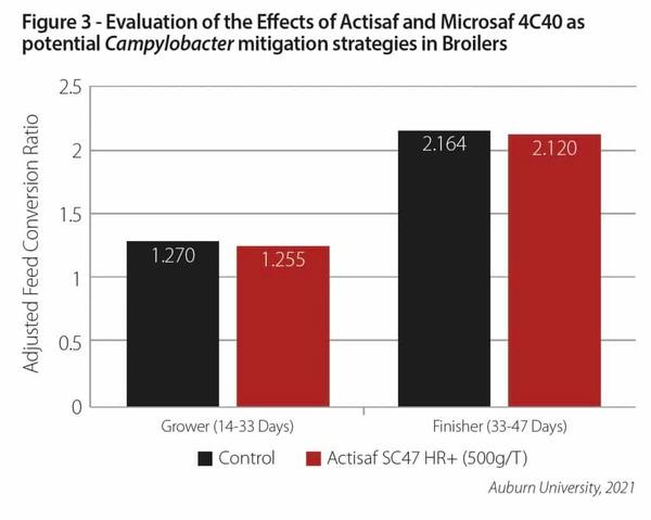 Evaluation of Actisaf on full term broiler performance - Image 4