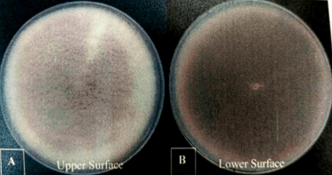 Identification and Production of Beauvericin by Fusarium subglutinansand F. sacchari from Sugarcane - Image 5
