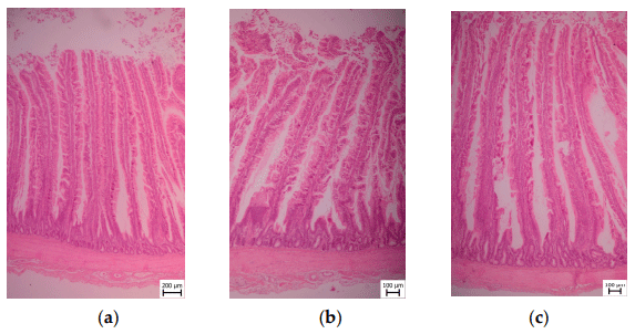 Figure 2. Microscopic section of broilers duodenum segments of Coarse, Medium, and Fine groups. (a) Coarse; (b) Medium; (c) Fine. 