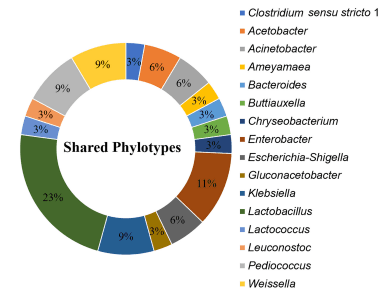 FIGURE 7 | Shared phylotypes (genus taxa level) between all processing stages of kunu formulations. OTUs unclassified at genus taxa level are excluded from the plot. Pie slices indicate relative abundance of individual phylotypes in the dataset. Shared phylotypes were computed using the “shared_phylotypes.py script in QIIME software.