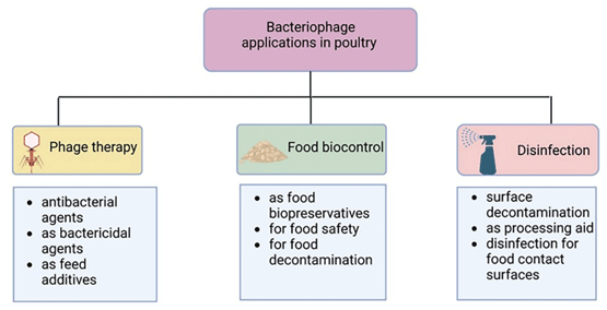 FIGURE 1 Bacteriophage uses in poultry industry. Created with BioRender.com.