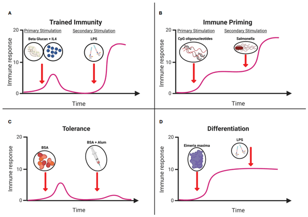 FIGURE 1 Graphical representation of (A) trained immunity. Treatment of primary chicken monocytes with Beta glucan microparticles and IL-4 significantly increased immune responsiveness to LPS (64). (B) Immune priming. Immunization with CpG oligonucleotides protecting chickens against Salmonella in vivo (65). (C) Tolerance. Dietary supplementation of bovine serum albumin (BSA) reduces immune responsiveness. (D) Differentiation. In vitro stimulation splenic dendritic cells with Eimeria maxima antigens resulting in morphological and functional changes. Schematic adapted from (66) created with Biorender.com.