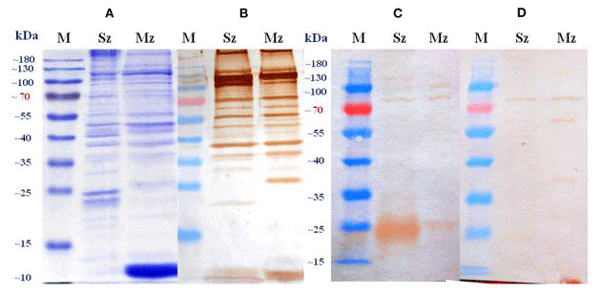 FIGURE 5 | Sporozoite (Sz) and merozoite (Mz) proteins of a wild-type E. tenella strain resolved by SDS-PAGE on a 12% gel and stained by Coomassie brilliant blue (A) or probed in immunoblots with pooled antiserum from birds orally (naturally) immunized with sporulated oocysts of E. tenella (B), polyclonal egg yolk IgYs from birds immunized with whole E. tenella sporozoites (C), and polyclonal egg yolk IgYs from birds immunized against Eimeria sp. (Supracox®) (D). Sera from unimmunized SPF White Leghorn birds did not show evidence of reactivity (data not shown). The pooled antiserum was diluted 1:100 in (B) and the egg yolk IgYs suspension was diluted 1:25 in (C, D). M stands for protein standard.