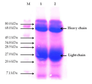FIGURE 3 | Sodium dodecylsulfate polyacrylamide gel electrophoresis (SDS-PAGE) pattern of purified egg yolk immunoglobulins (IgY) of Supracox (SC). M stands for protein molecular weight marker; lane 1 and 2, IgY purified by spray-drying. The bold arrows indicate the heavy and the light chains of IgY.