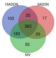 FIGURE 6 | A Venn diagram of enriched categories of GO terms (FDR ≥ 0.05) associated with differentially expressed genes in additive generalized linear model (GLM) contrast of mock control and Fusarium treatment (3ADON, 15ADON, and NIV chemotypes).