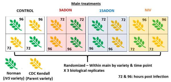 FIGURE 1 | Split-plot experimental design. Main plot treatments: Control, mock control; 3ADON, 3-acetyldeoxynivalenol producer; 15ADON, 15-acetyldeoxynivalenol producer; NIV, nivalenol producer. Genotype (Norman or CDC Kendall) and sampling time point (72- and 96-h post infection) were randomized within the main plot.