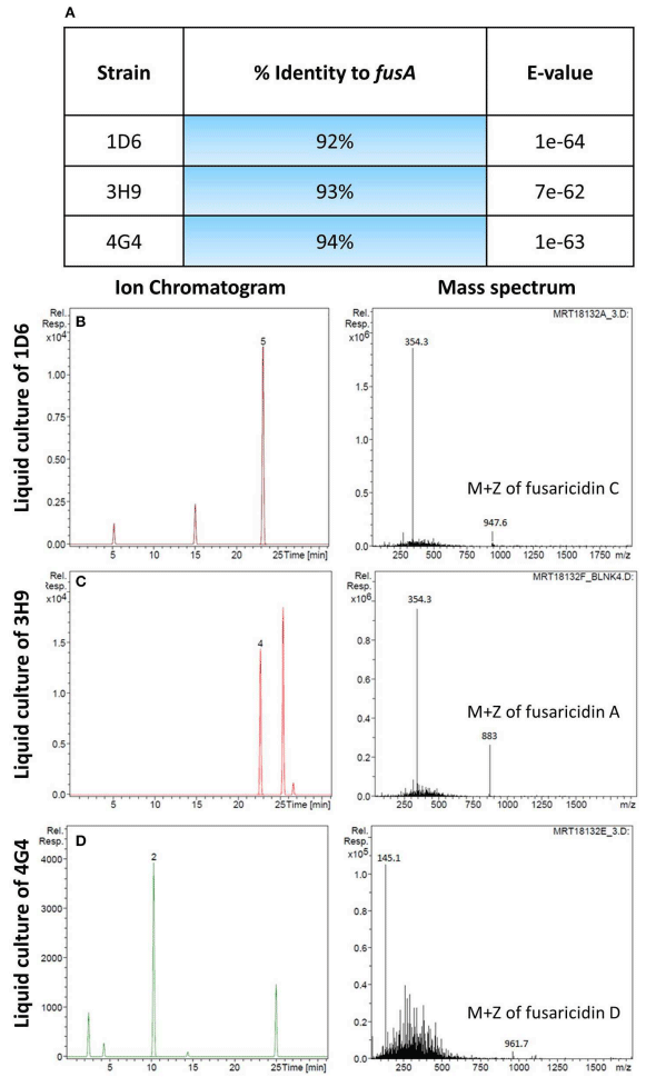 FIGURE 6 | Molecular and biochemical detection of the candidate anti-fungal compound, fusaricidin, in Paenibacillus strains. (A) Details of fusA gene orthologs isolated from the candidate Paenibacillus endophytes by PCR amplification. (B–D) Combined ion chromatogram/mass spectrum for candidate fusaricidin derivatives detected in the cultures of the Penibacillus endophytes as indicated.
