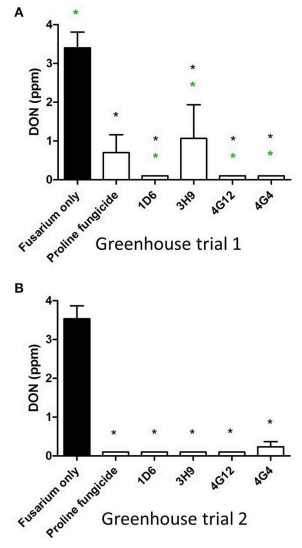 FIGURE 9 | Test for the ability of the candidate endophytes to reduce DON mycotoxin accumulation in maize grain during storage. DON measurements after storage of maize grain from: (A) greenhouse trial 1 (summer 2012), and (B) greenhouse trial 2 (summer 2013). For both trials, n = 3 pools of seeds. The black asterisk indicates that the treatment means were significantly different from the Fusarium only treatment at p ≤ 0.05. The green asterisk indicates that the treatment means were significantly different from the prothioconazole fungicide (Proline) treatment at p ≤ 0.05.