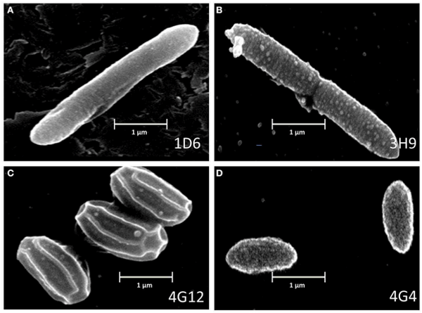 FIGURE 3 | Electron microscope images of the anti-fungal endophyte strains. (A–D) correspond to strains 1D6, 3H9, 4G12, and 4G4, respectively.