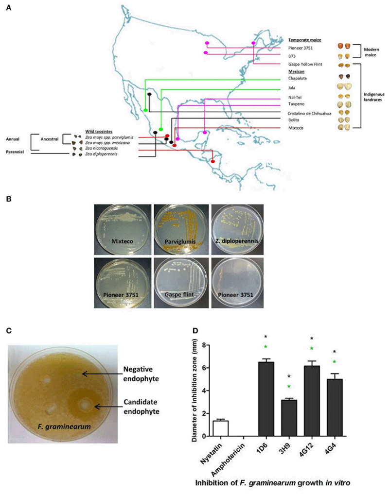 Bacterial endophytes from wild maize suppress Fusarium graminearum in modern maize and inhibit mycotoxin accumulation - Image 1
