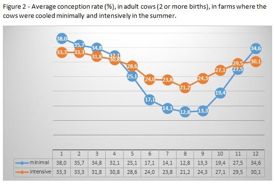 How intensive cooling in summer affects fertility of young and adult cows? - Image 2