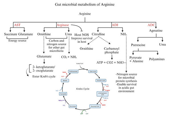 FIGURE 5 Different pathways of arginine catabolism in gut microbiota. Created with BioRender.com (16 September 2023).