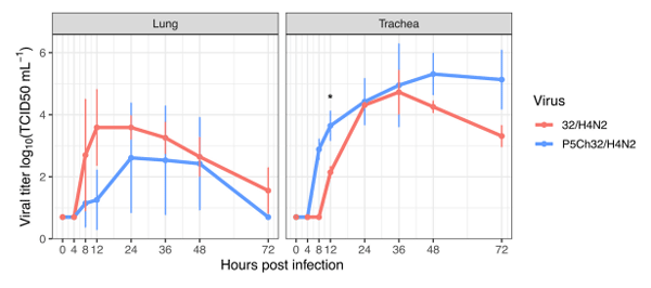 FIGURE 5 Trend of higher replication in chicken trachea upon infection with P5Ch32/H4N2 virus. While in lung explants the P5Ch32/H4N2 virus seemed to have a cost early in the infection at 12 h post infection (No statistical significance), passages conferred better replication in trachea with statistical significance at 12 hpi (*p = 0.02082; Welch two sample t-test). Data represents two independent experiments with three replicates each. Dots represent the mean titer and bars represent their standard deviations.