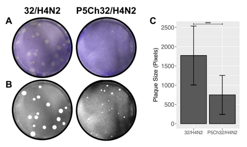 FIGURE 4 In vitro fitness differences conferred by mutations in P5Ch32/H4N2. Plaque size is indicative of fitness differences in vitro. Plaque formation from infection in Madin-Darby canine cells was evaluated after crystal violet staining (A). Plaques were manually measured (B) and total area of plaques was evaluated (C). Plaque size was statistically significant (***p = 0.000106, two samples unpaired t-test). Bars represent the mean size of the plaques and bars, the standard deviation.