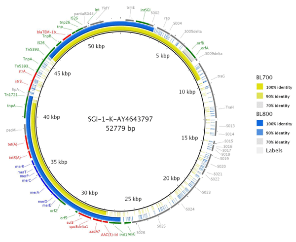 FIGURE 5 Genome comparison of SGI-1-K present in two MDR S. Kentucky isolates through the alignment of SGI-1-K present in BL700 and BL800 to the reference (accession number AY463797.8). Solid lines denote 100% sequence identity, with yellow indicating BL700 and blue indicating BL800; low or no sequence identity are shown in grey or as gaps. Genes flanking SGI-1-K in the reference (grey), AMR (red), mercury resistance (blue), transposon, resolvase, and integron genes (green) are shown.