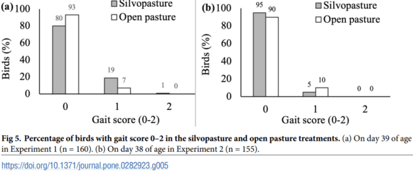 Effect of silvopasture system on fearfulness and leg health in fast-growing broiler chickens - Image 6