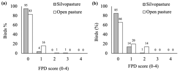 Effect of silvopasture system on fearfulness and leg health in fast-growing broiler chickens - Image 4