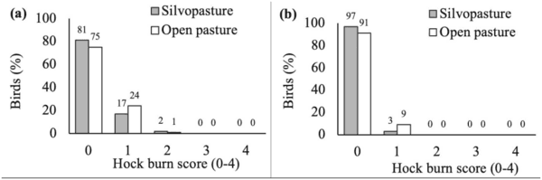 Effect of silvopasture system on fearfulness and leg health in fast-growing broiler chickens - Image 5