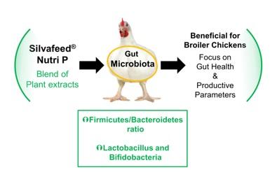 Modulation of Gut Microbiota in Broilers: Silvafeed® Nutri P - Image 1