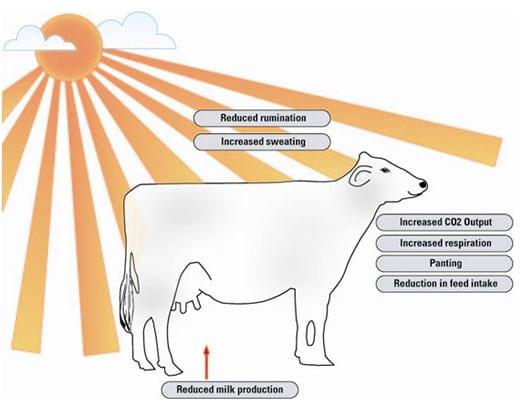 Heat Stress in Dairy Animals: Causes, Consequences and Possible Solutions - Image 1
