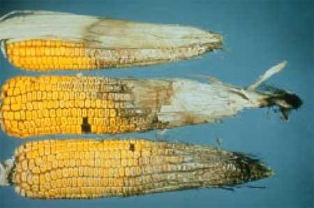 Fumonisin, Vomitoxin, and Other Mycotoxins in Corn Produced by Fusarium Fungi - Image 2
