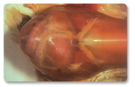 Ascites in poultry - Image 3