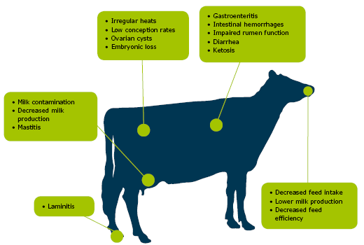Mycotoxins in dairy cows: a menace to cows, farmers and consumers! - Image 2