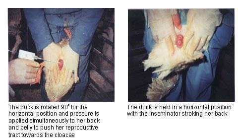 Hatchability Problems in Muscovy Duck Eggs and Artificial Insemination Process - Image 4