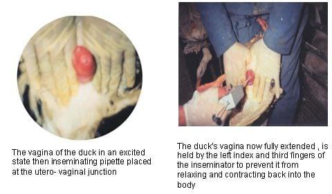 Hatchability Problems in Muscovy Duck Eggs and Artificial Insemination Process - Image 5