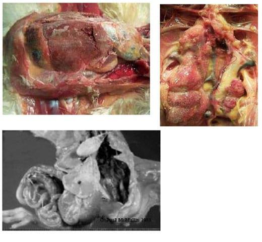 Avian Gout: Causes Treatment And Prevention - Image 1
