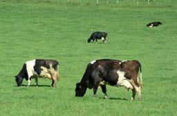 Viral & Bacterial Diseases in Beef & Dairy Cattle – Natural Products - Image 1
