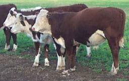 Viral & Bacterial Diseases in Beef & Dairy Cattle – Natural Products - Image 3