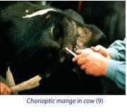 Management of Ectoparasites of Livestock - Image 12