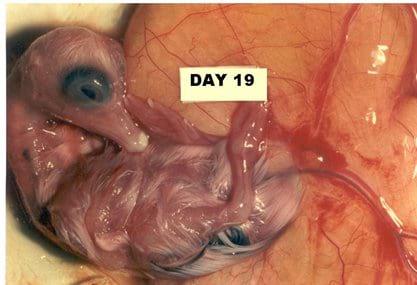 A Photographic Guide to Goose Embryo Development - Image 15