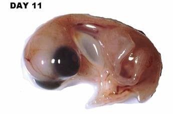 A Photographic Guide to Goose Embryo Development - Image 9
