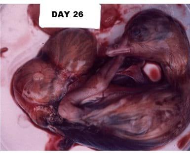 A Photographic Guide to Goose Embryo Development - Image 19