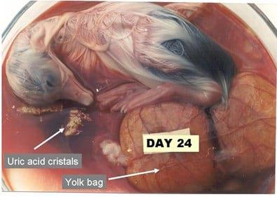 A Photographic Guide to Goose Embryo Development - Image 17
