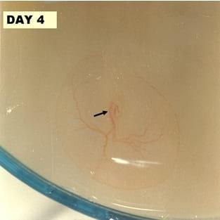 A Photographic Guide to Goose Embryo Development - Image 4