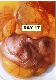 A Photographic Guide to Goose Embryo Development - Image 13