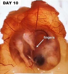 A Photographic Guide to Goose Embryo Development - Image 8
