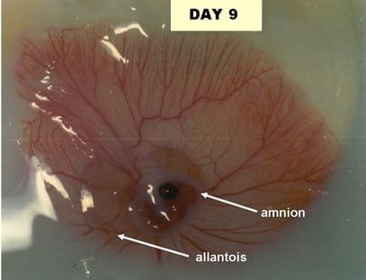 A Photographic Guide to Goose Embryo Development - Image 7