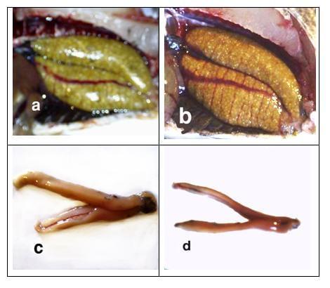 Effect of using some commercial feed additives to improve the reproductive efficiency of nile tilapia (oreochromis niloticus) brood stock fish concerning gonads' anatomy, histology and microbiology - Image 1