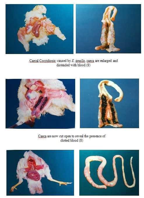 Coccidiosis in poultry- a review - Image 3