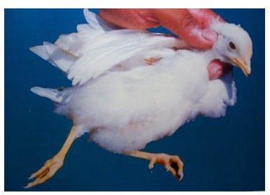 Coccidiosis in poultry- a review - Image 2